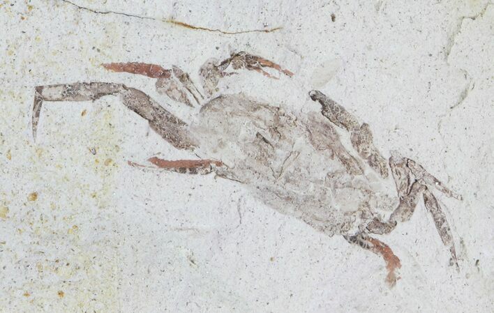 Fossil Pea Crab (Pinnixa) From California - Miocene #63724